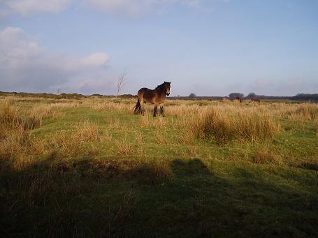 Wild horse on Exmoor